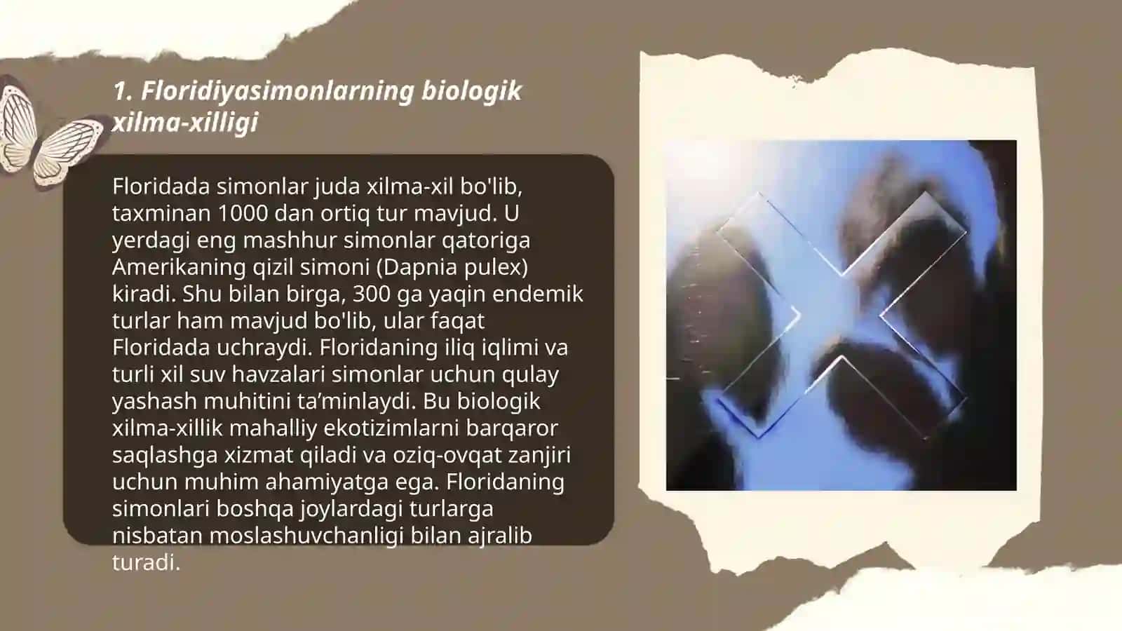 Floridiyasimonlar (Florideophyceae) ajdodi 3