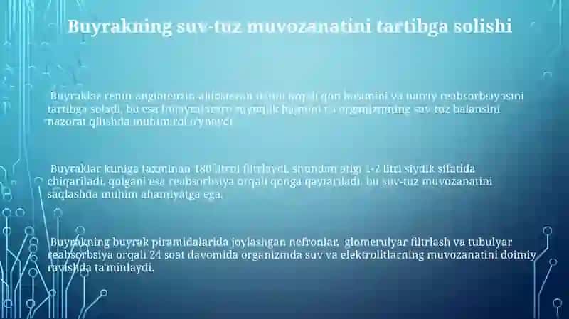 Buyrak anatomiyasi va fiziologiyasi 3