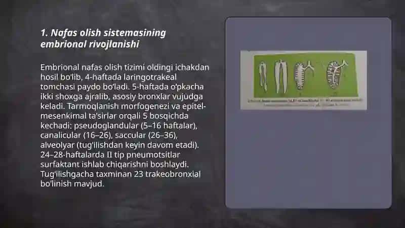 A’zolar sitsemasi ontofilogenezi 3