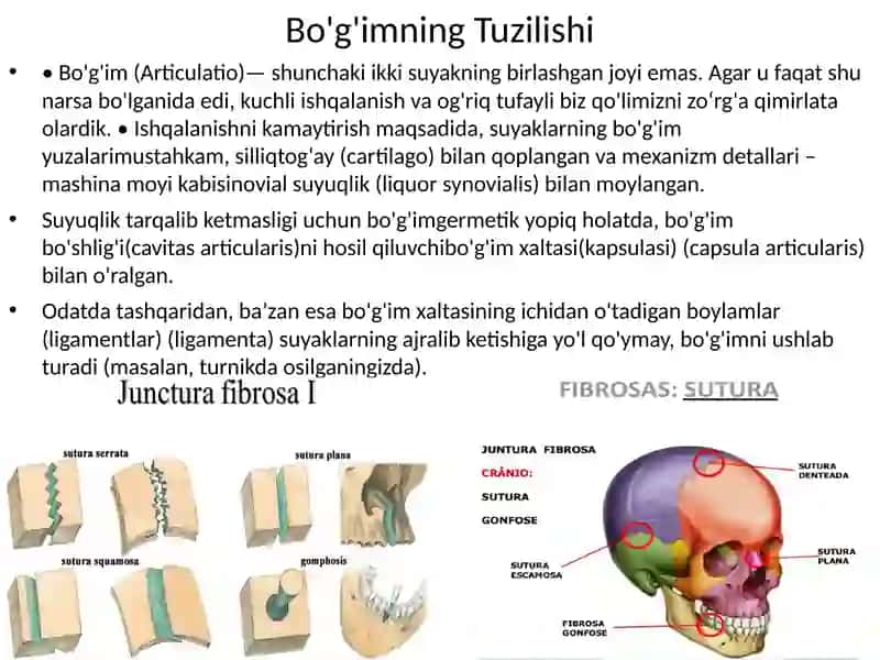 Birlashuvlar. Umurtqalar birlashuvi, umurtqa pog’onasi. Tana suyaklarining birlashuvi. Ko’krak qafasi. Yelka kamari va qo’l erkin qismi suyaklarining birlashuvi: hosil bo’lishi, tuzilishi, harakat o’qlari va sathlari. 3