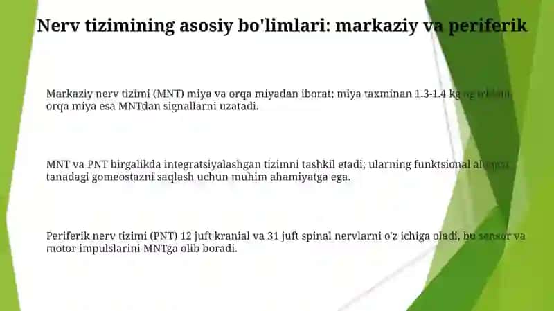 Nervtiziminingyoshgaoidumumiyfiziologiyasivagigeyenasi 3