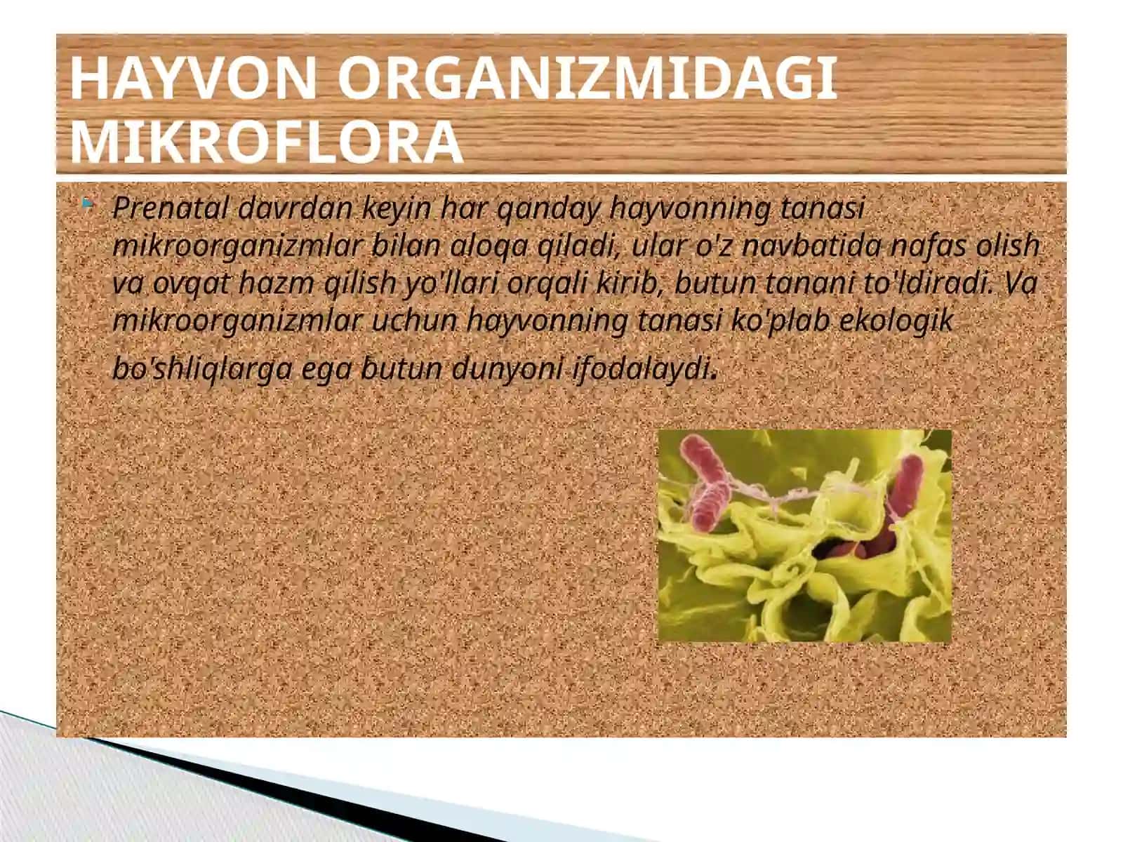 Hayvonlar organizmidagi mikrosflora 3