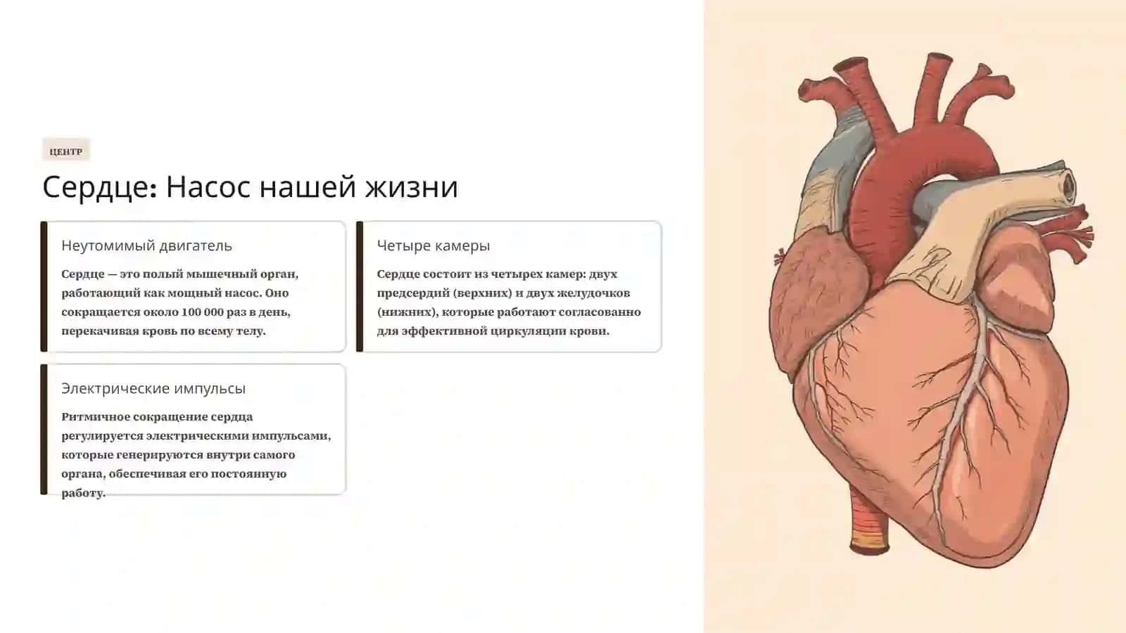 Система кровообращения: Сложный механизм жизни 3
