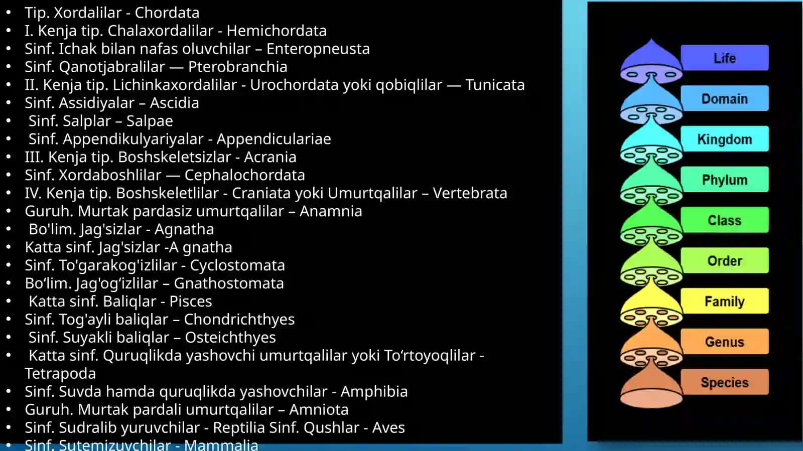 Xordalilarning muhim belgilari va ularning biologikahamiyati 3