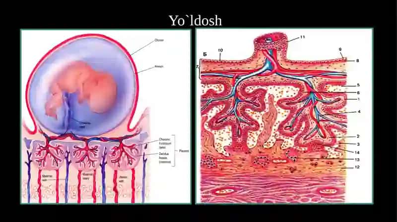 Yo'ldoshning rivojlanishi 3