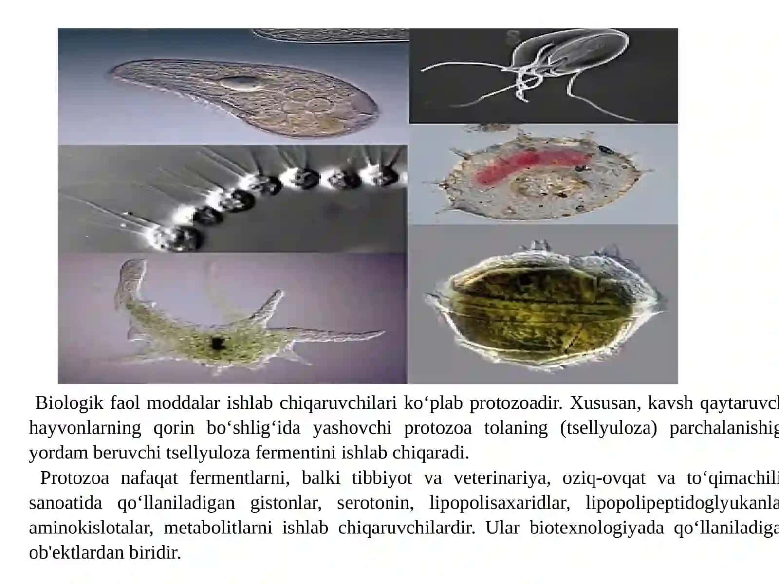 Sanoatda ishlatiladigan ba’zi bir mikroorganizmlar tavsifi 3