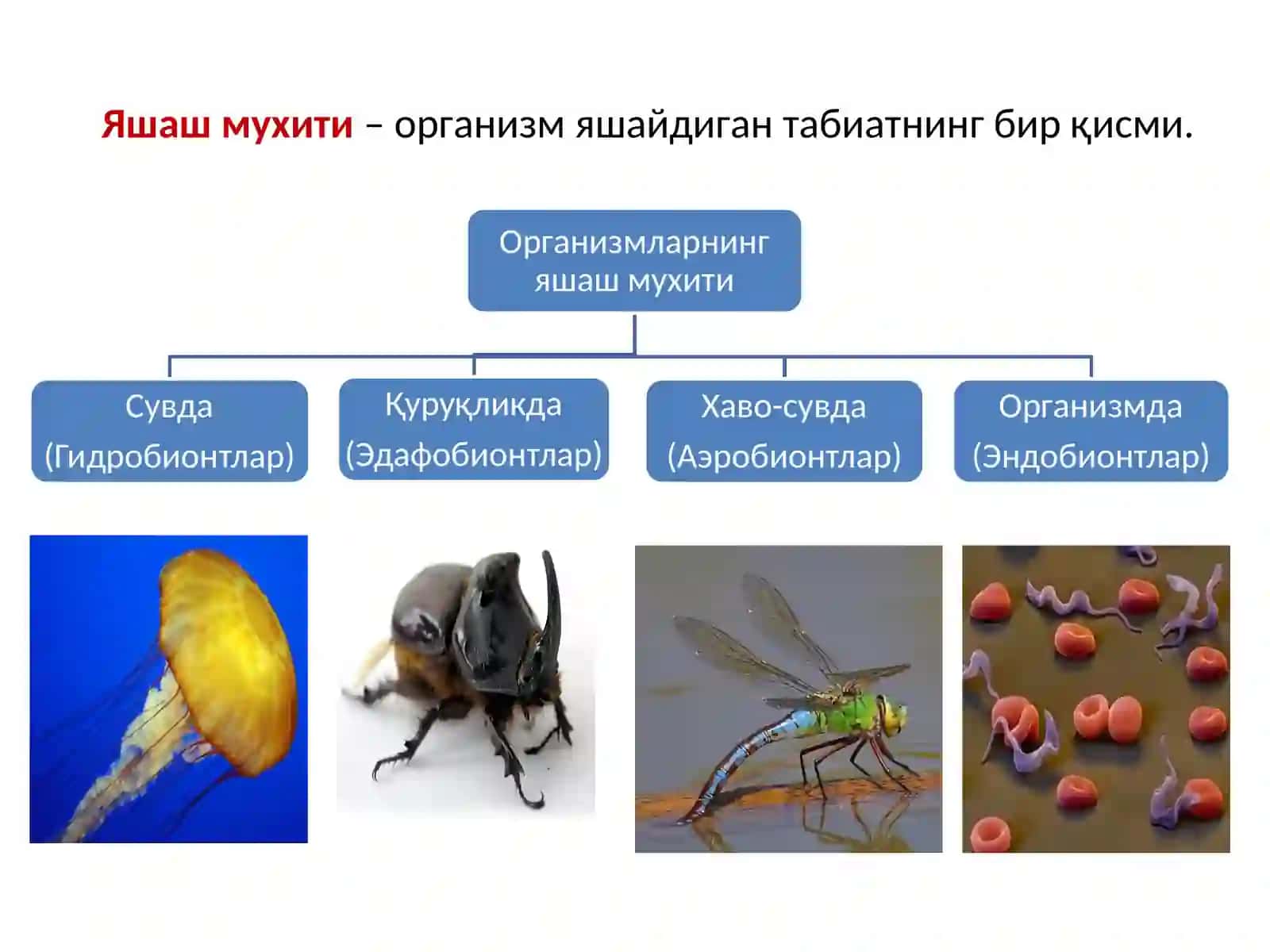 Хашаротлар ва утоэкологияси ва энвайроменталистучунчалар 3