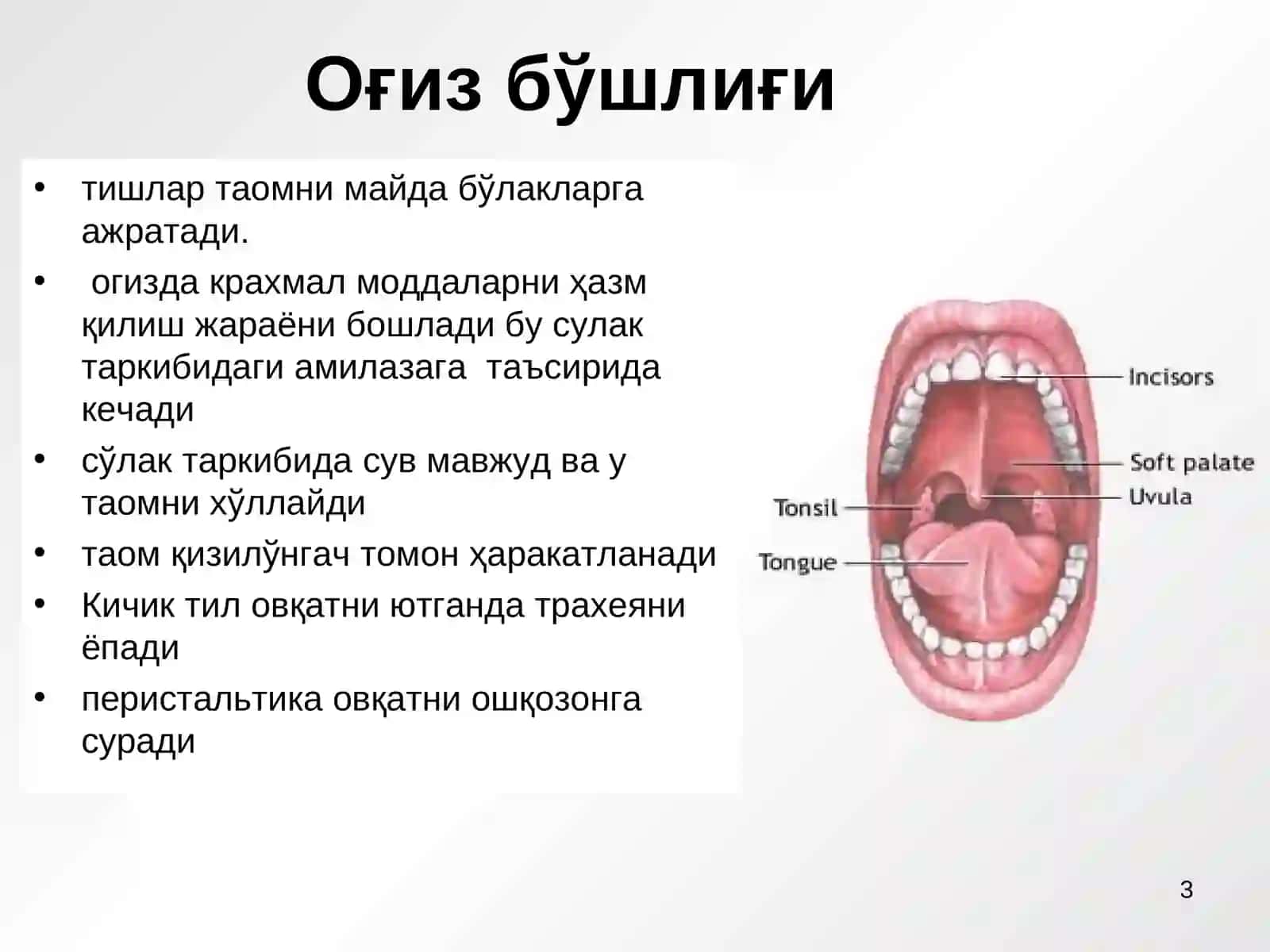 Овқат ҳазм қилиш тизими 3