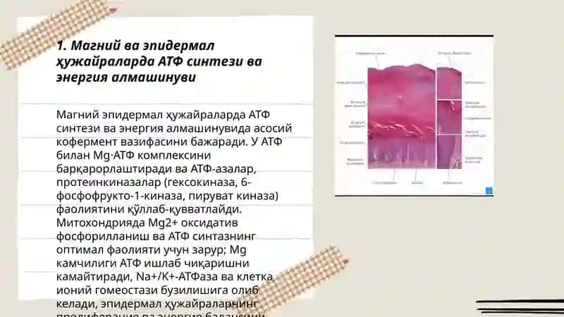 Магнийни тери ва соч ҳужайраларидаги метаболизм даги биокимёвий роли 3