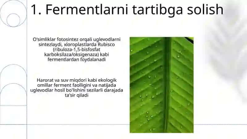 Oʻsimliklarda uglevodlar sintezi 3