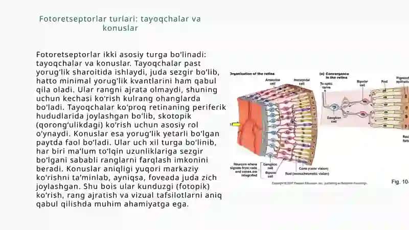 Fotoretseptor hujayralarining ultrastrukturasi va gistofiziologiyasi 3