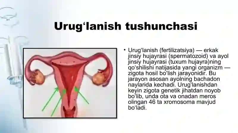 Urugʻlanish va embriongenez bosqichlari 3