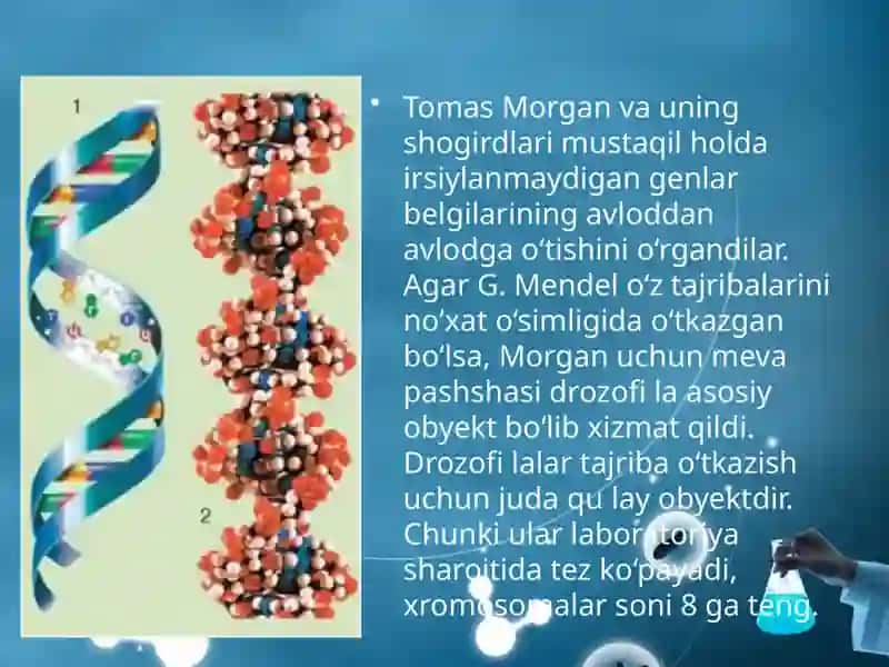 IRSIYATNING XROMOSOMA NAZARIYASI 3
