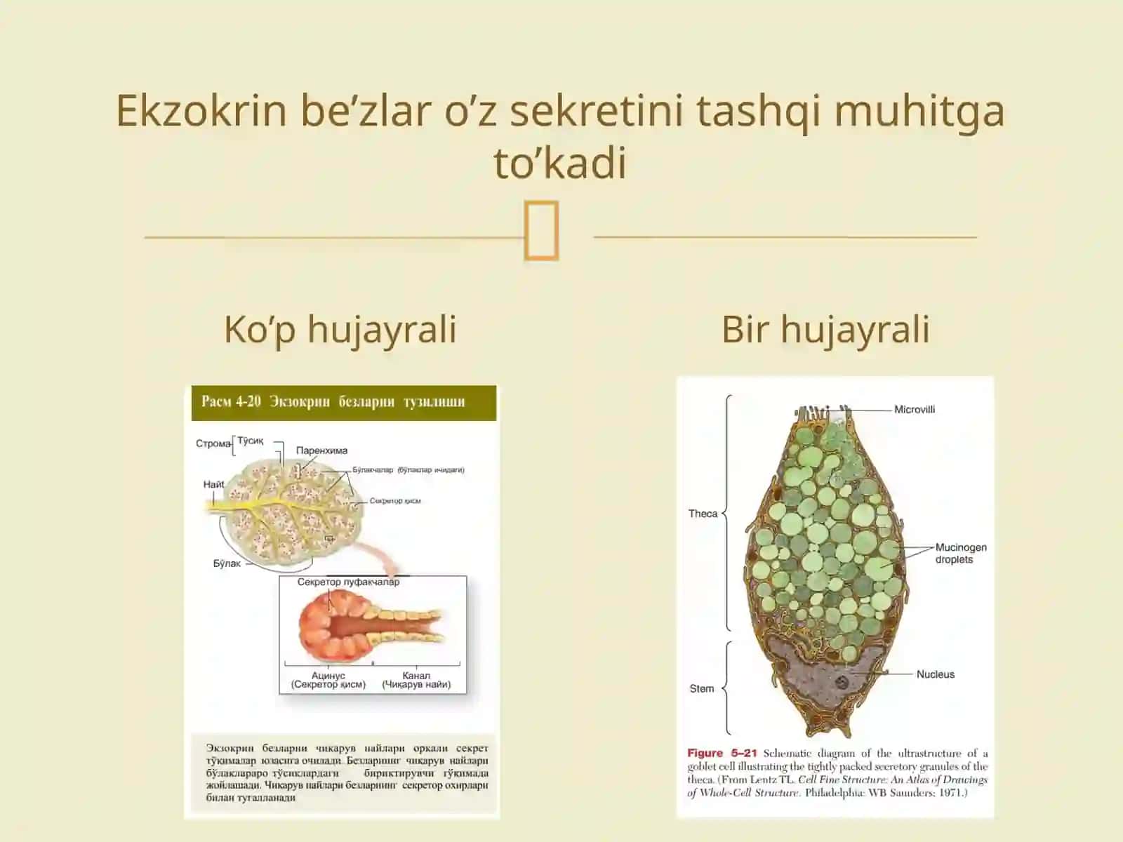 Be’zepiteliysi 3