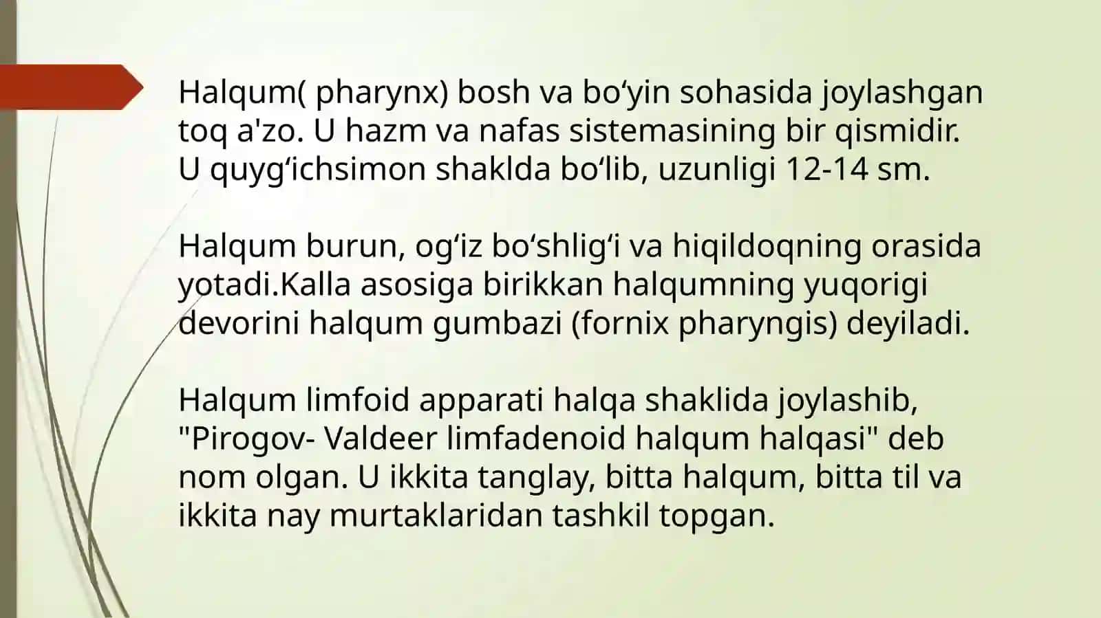 Halqum( pharynx) 3