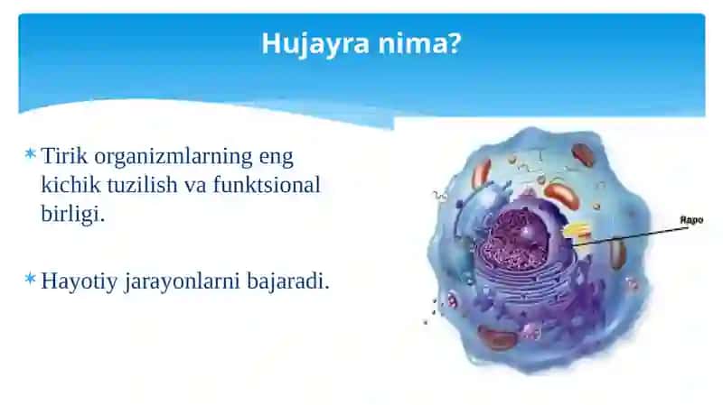 HUJAYRA TIPLARI, TUZILISHI VA O’RGANISH USULLARI 3