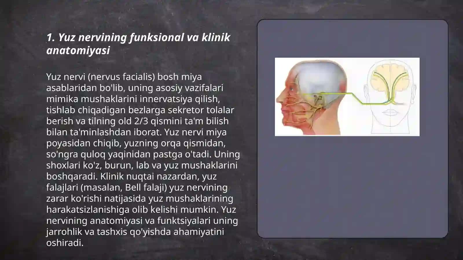 VII juft bosh miya nervining funksional va klinik anatomiyasi 3