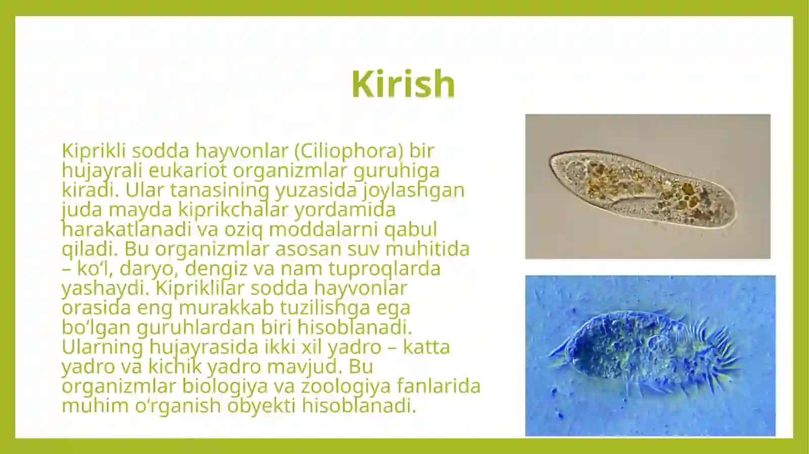Kiprikli sodda hayvonlar (Ciliophora). Uniconta subdomeni klassifikatsiyasi. 3