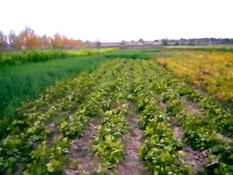 Пахтачиликда алмашлаб экиш, ерга асосий ишлов бериш системаси 3