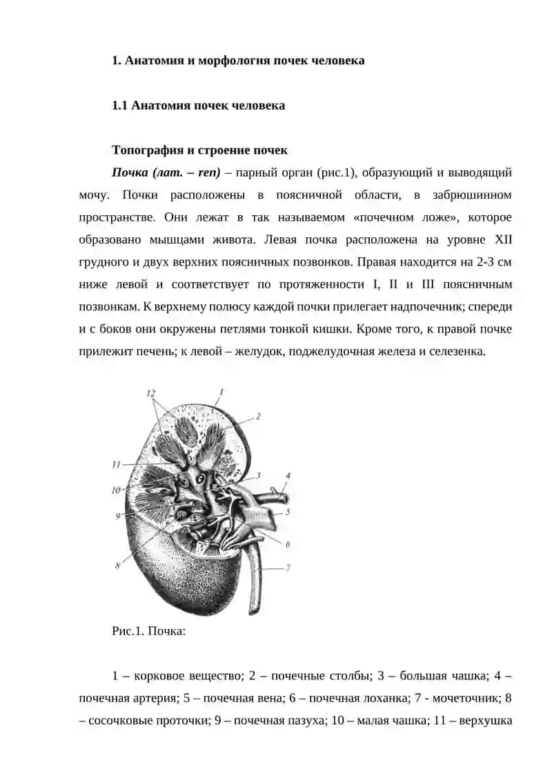 Анатомия и физиология почек человека 3