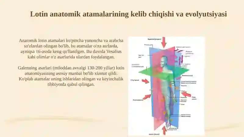 Tibbiyotda lotin tilida anatomik iboralarning tarjimasi 3