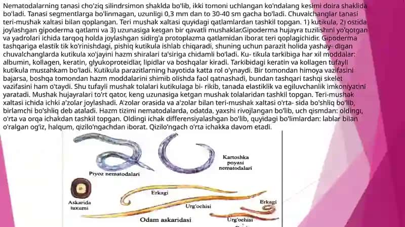 Yumaloq chuvalchanglar:askarida, ostritsa, filyariya, trixinella, egri(qiyshiq)boshli gijja, rishta, qil boshli gijja 3