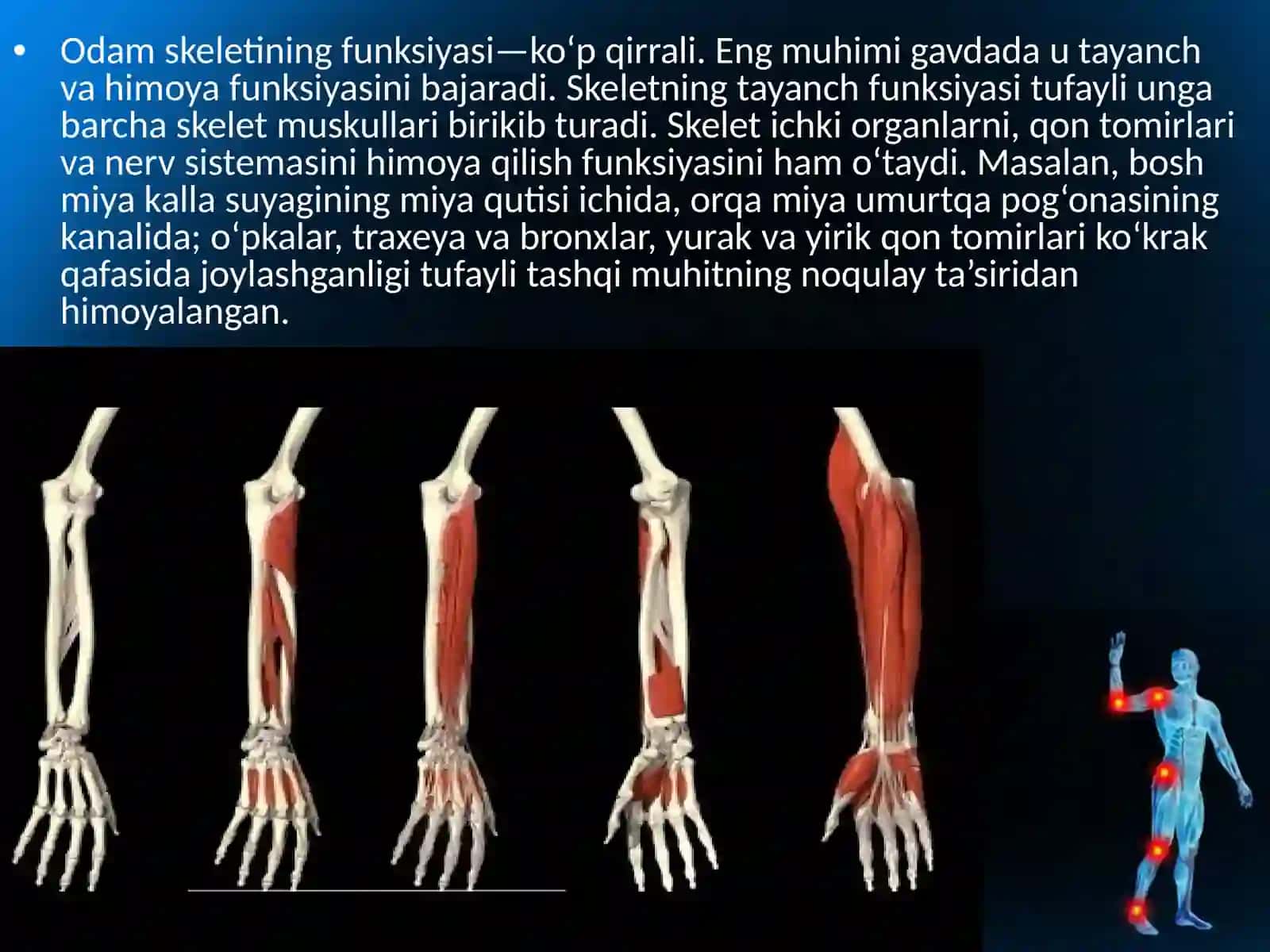 Skletning tuzilishi va funktsiyasi, suyaklarning shakllari 3