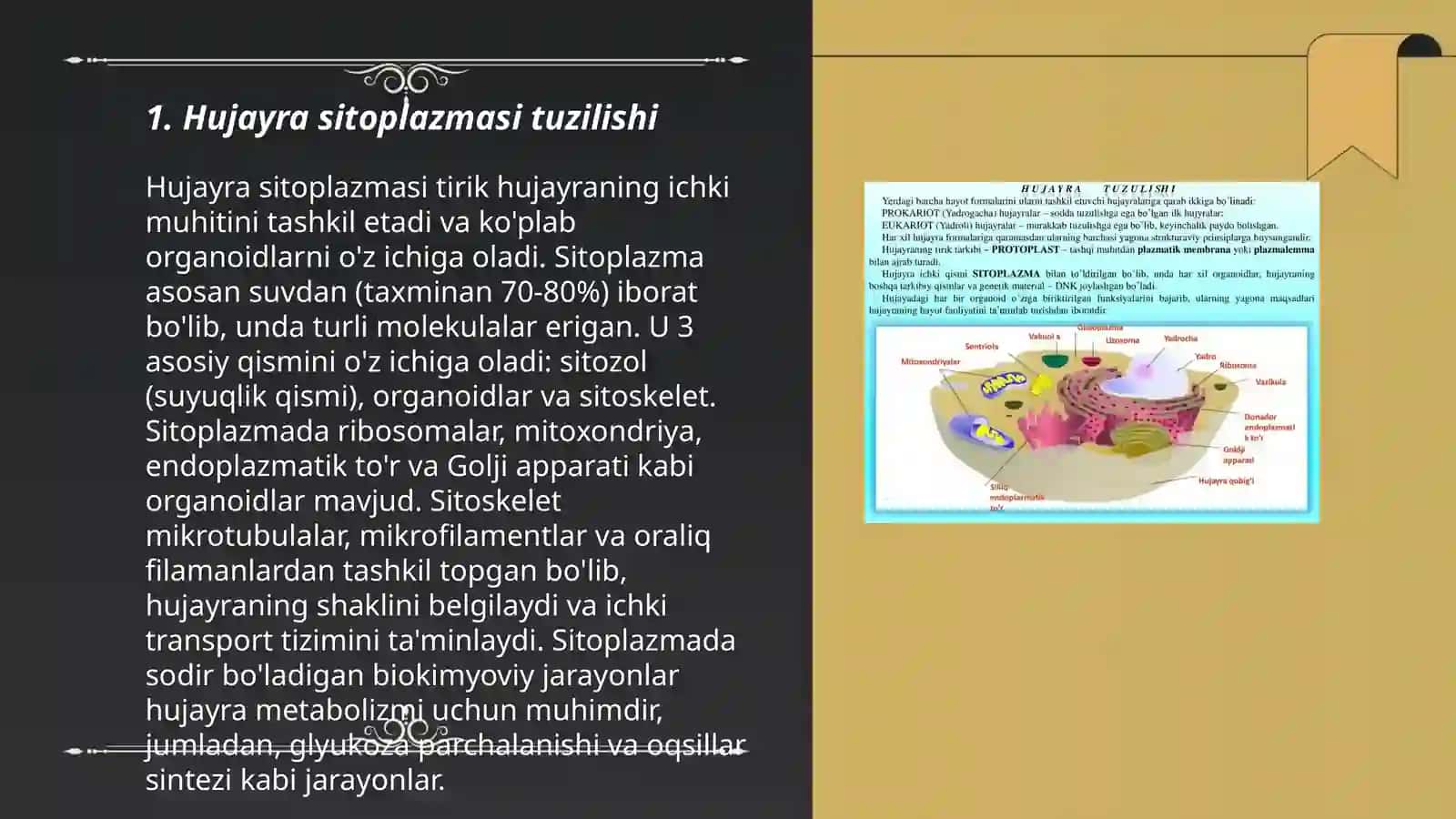 Hujayra tuzilishi. Hujayra nazariyasi. Hayvon va odam xromosomalarning morfofunksional xarakteristikasi 3