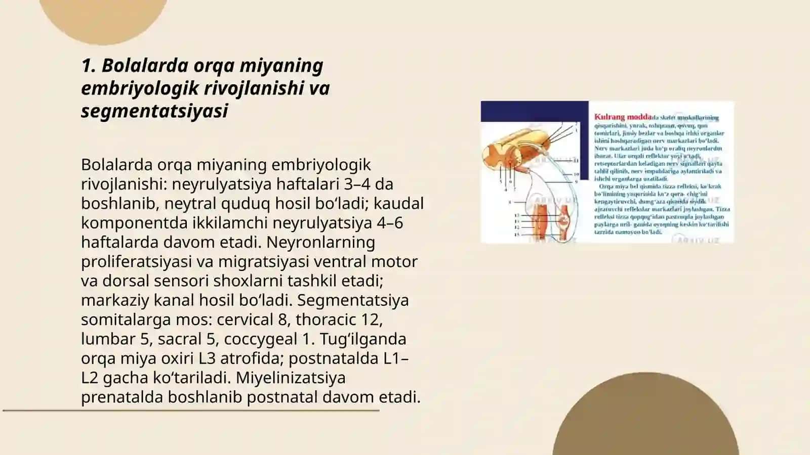 Bolalarda orqa miya anatomo fiziologik hususiyatlari 3