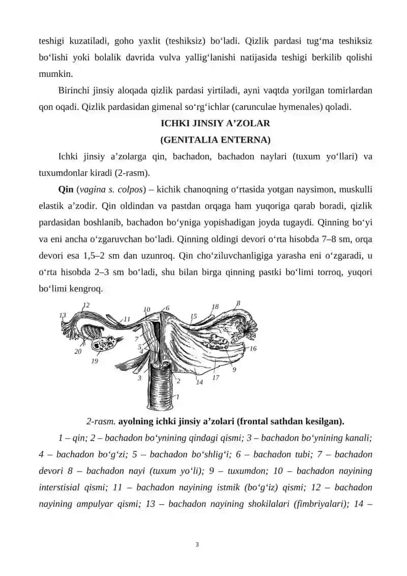 Ayol Jinsiy A’zolari 3