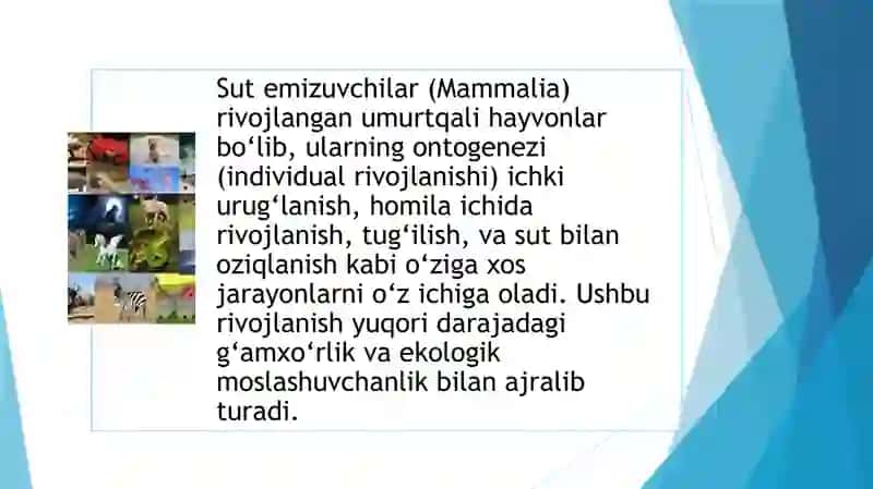 Sutemizuvchilarning individual rivojlanishi xususiyatlari 3