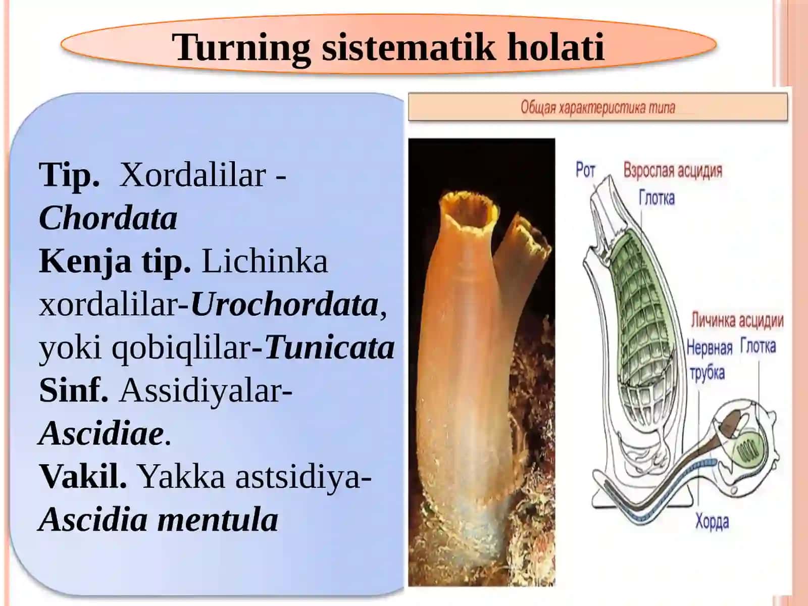 Lichinka xordalilar (Kenja tip) 3
