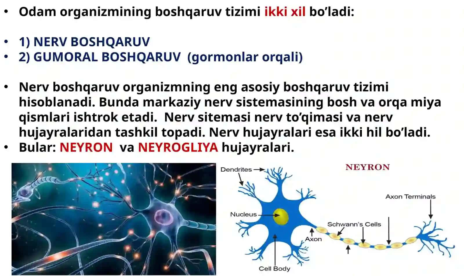 NERV TIZIMINING FIZIOLOGIYASI VA YOSHGA OID XUSUSIYATLARI 3