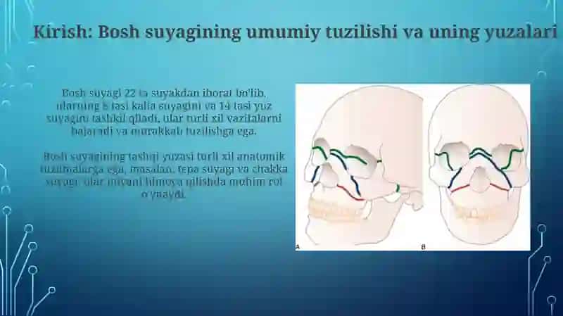 Koʻz Kosasi Burun boʻshligʻi qattiq tanglayning tuzilishi 3