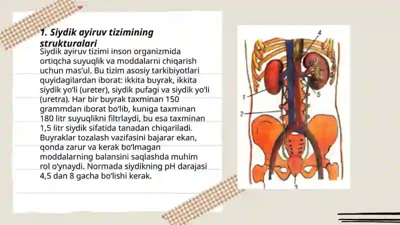 Siydik ayiruv qismi 3