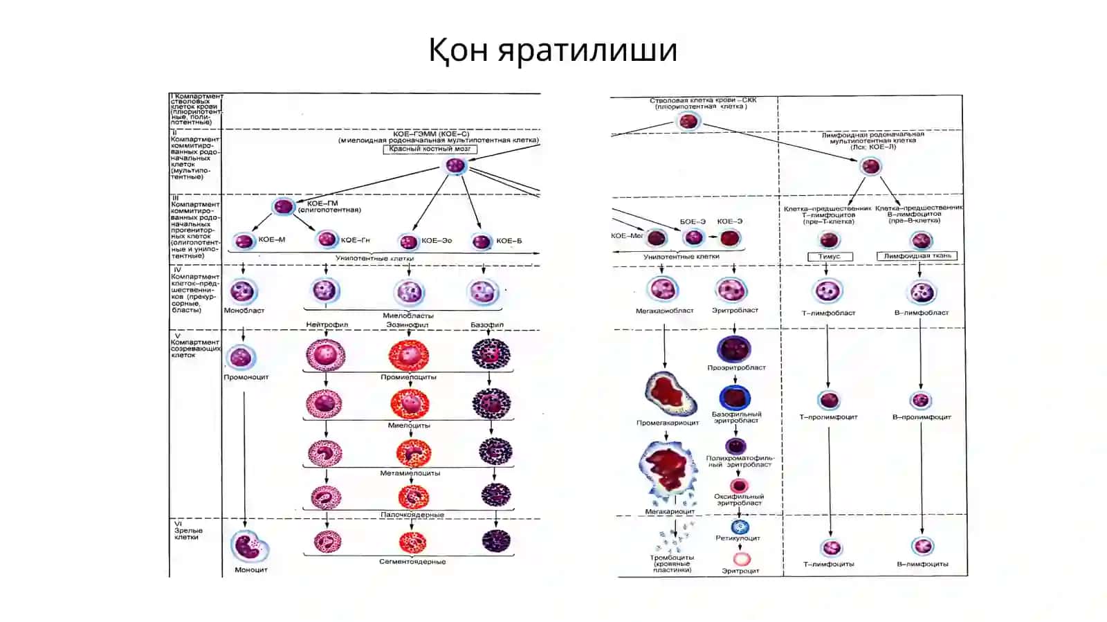 QON YARATILISHI (GEMOTSITOPOEZ,EMOCYTOPOIESIS) 3