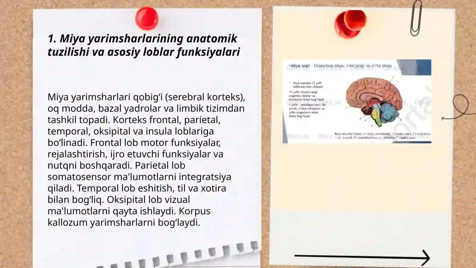 Oliy asab faoliyati. Miyya yarimsharlar faoliyati 3
