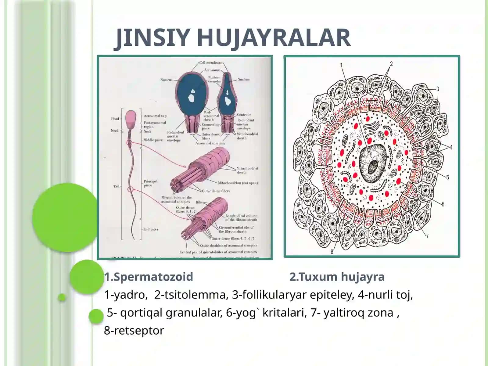 Embriogenezning qaltis davrlari 3