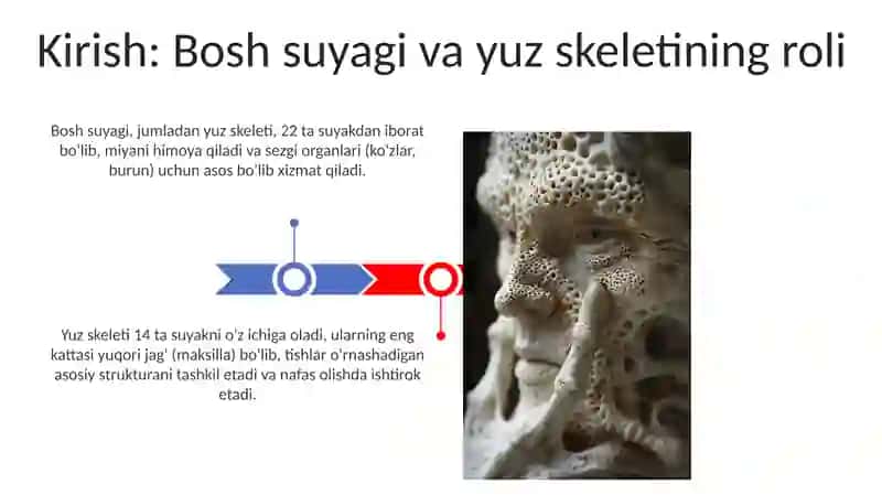 Yuz suyak skeletining asosiy suyaklari 3