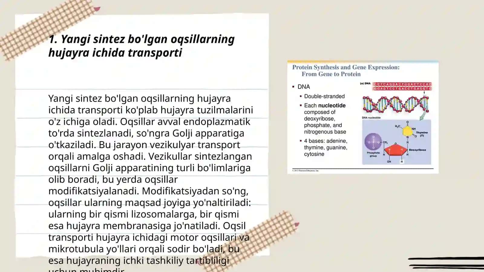 Yangi sintez bo'lgan oqsillarning komodifikatsiya transporti va bu yangi oqsillarining funksiyasi 3