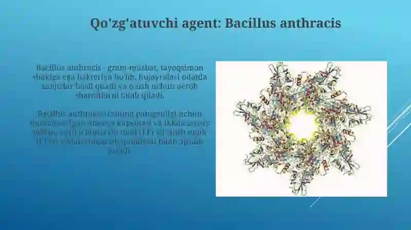 Bacillus anthracis 3