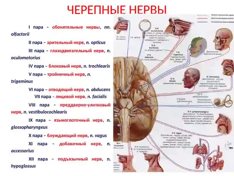 ОСНОВНЫЕ ЗАКОНОМЕРНОСТИ СТРОЕНИЯ И ТОПОГРАФИИ ЧЕРЕПНЫХ НЕРВОВ 3