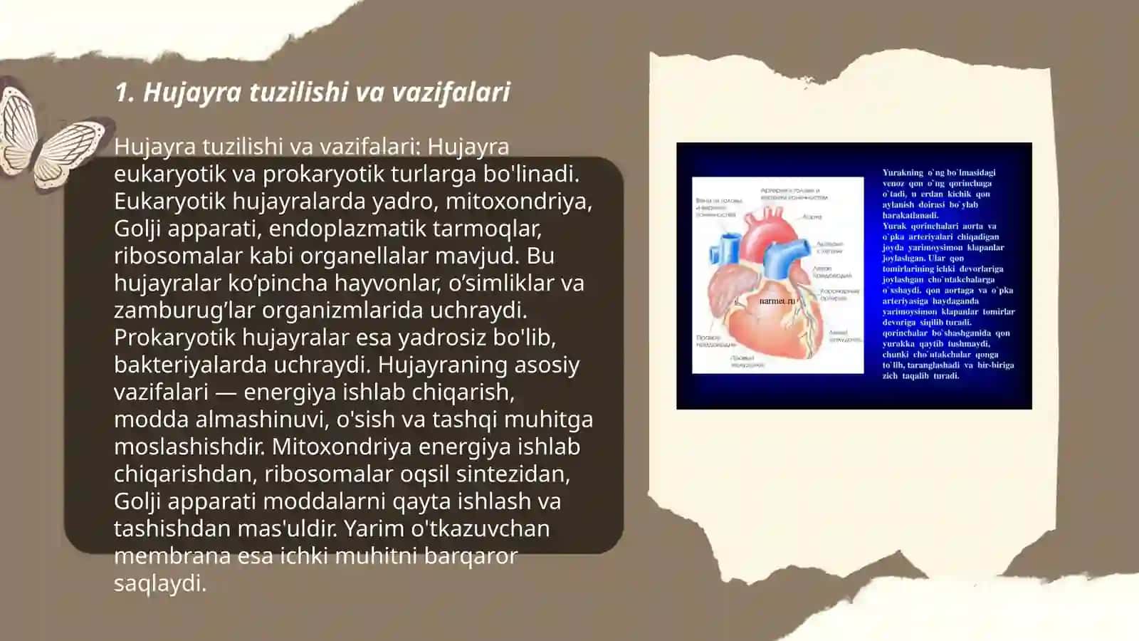 Hayvon organizmi hujayra va tòqimalarining tuzilishi rivojlanish shartlari 3