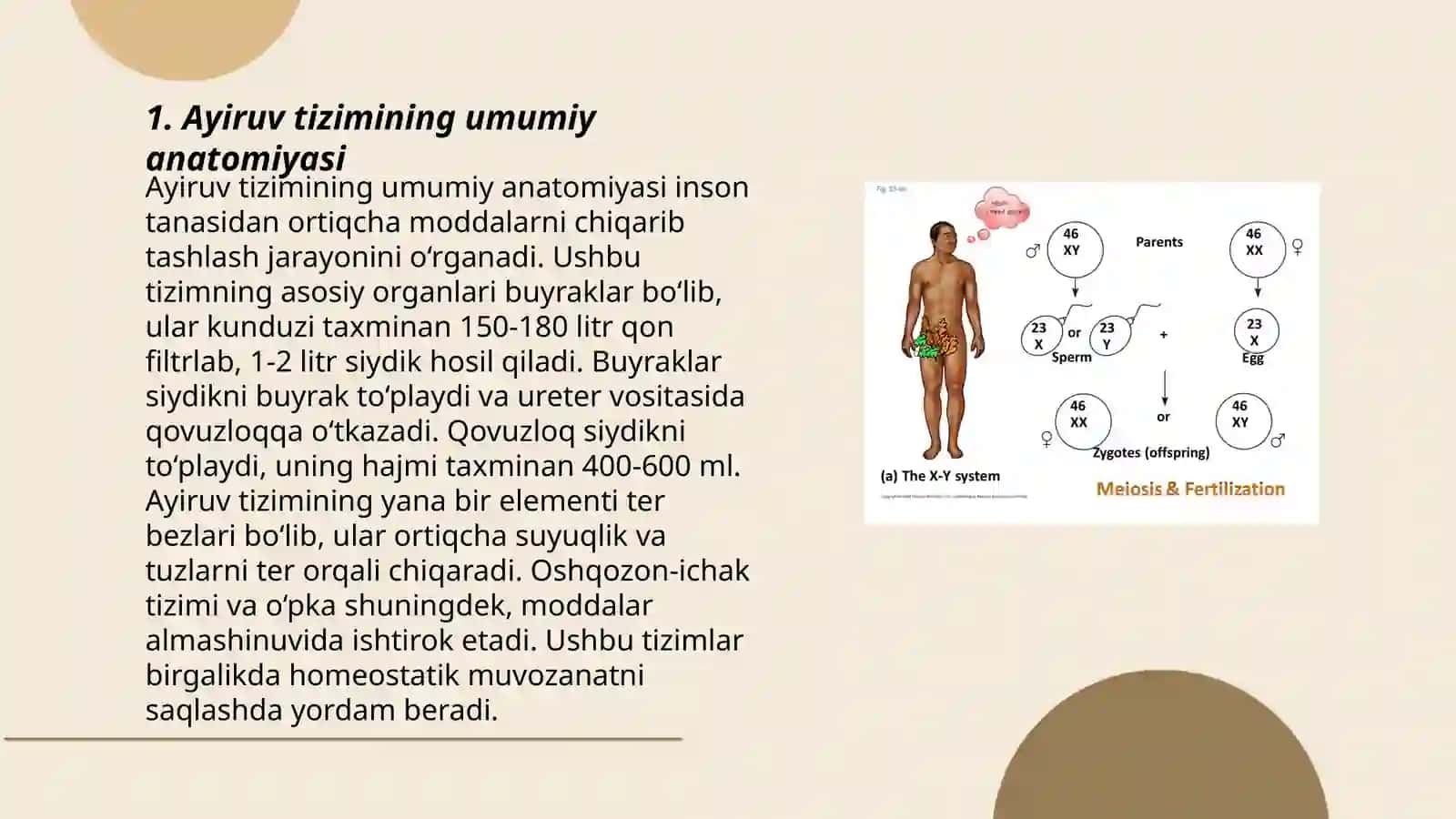 Ayiruv tizimining anatomo-fiziologik xususiyatlari 3