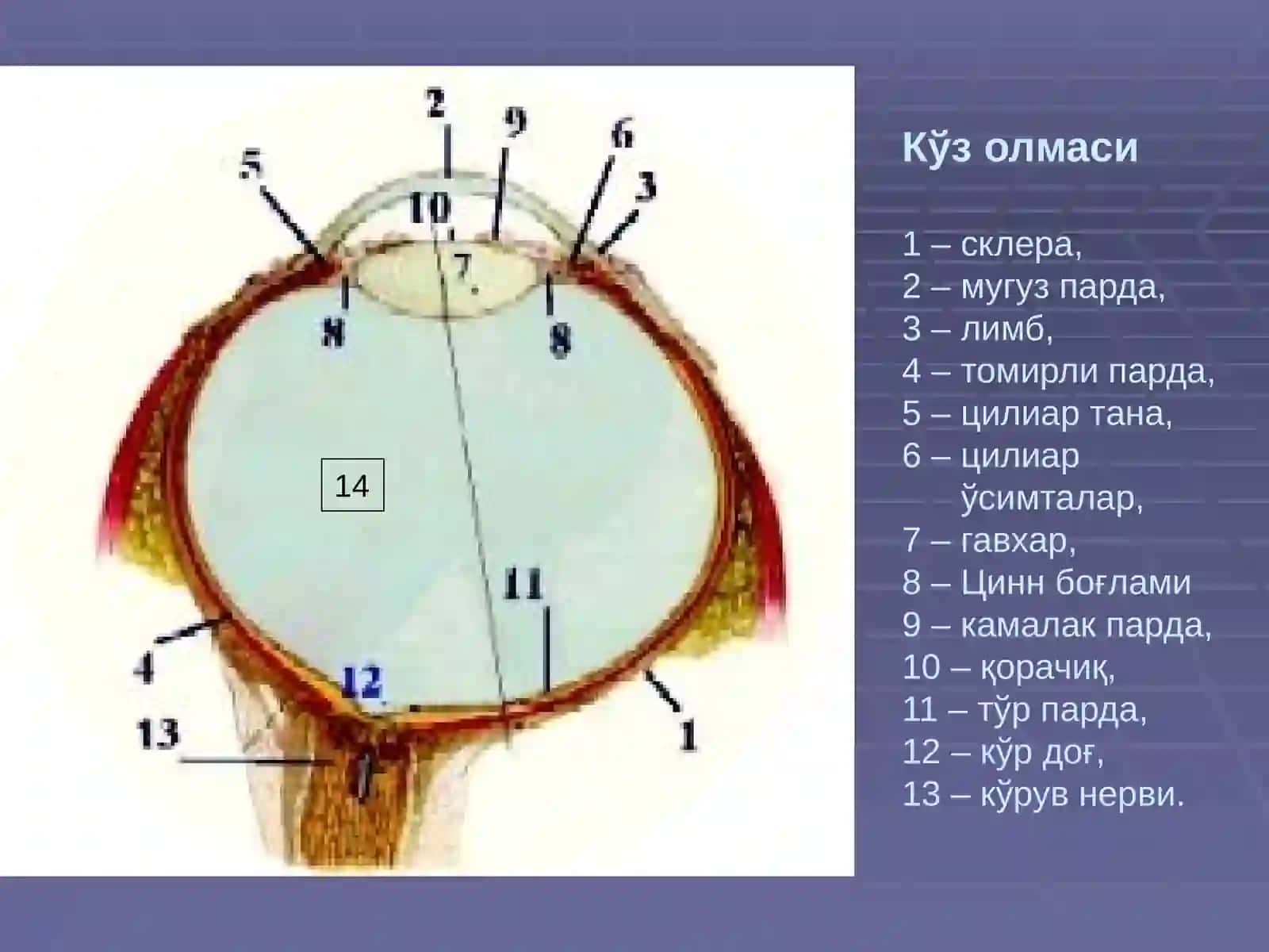 Сезгиаъзоларининг ёш хусусиятлари ва физиологияси.Зарарлиодатлар 3