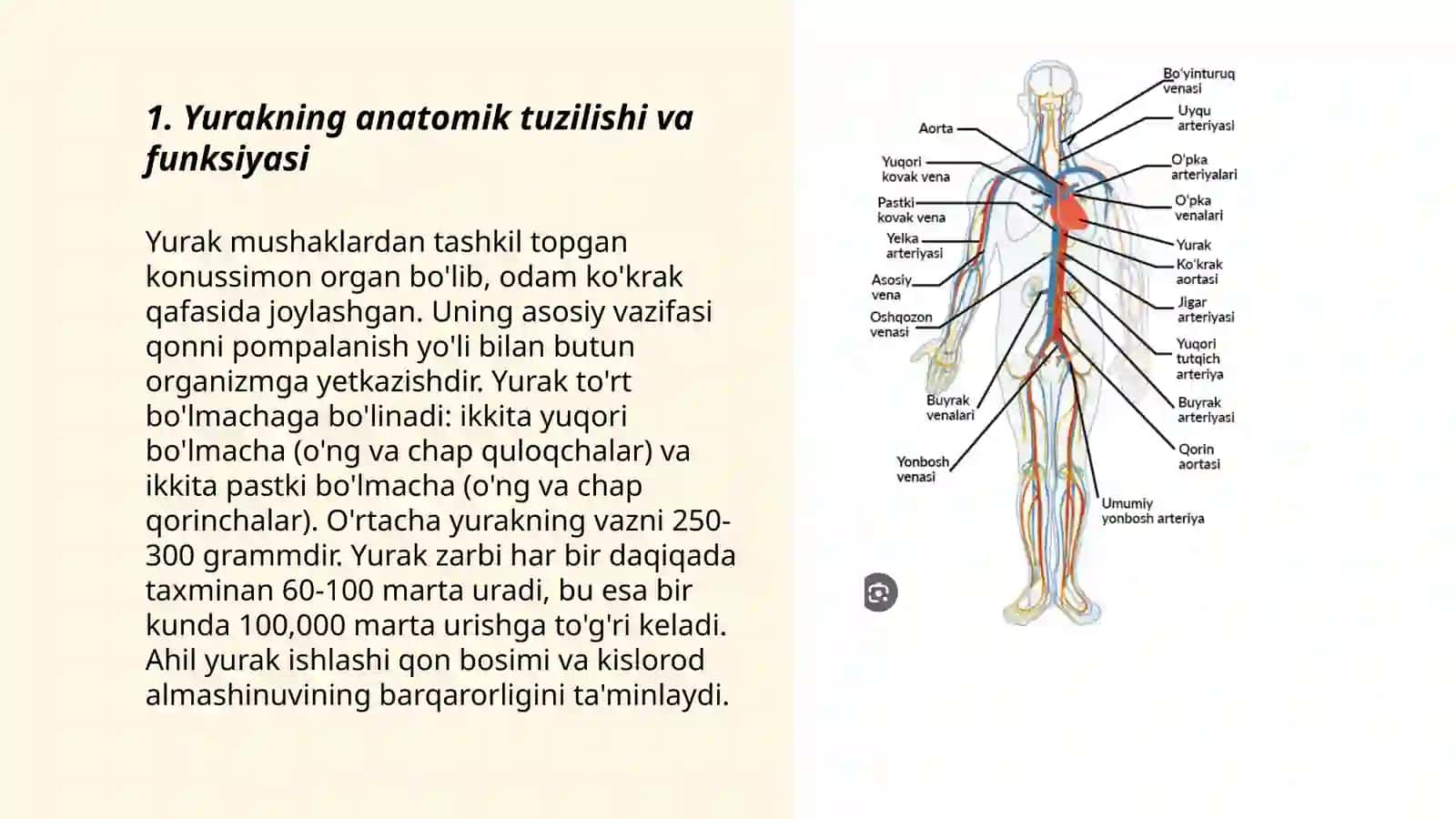 Yurak tizimning yoshga oid fiziologiyasi va gigiyenasi 3