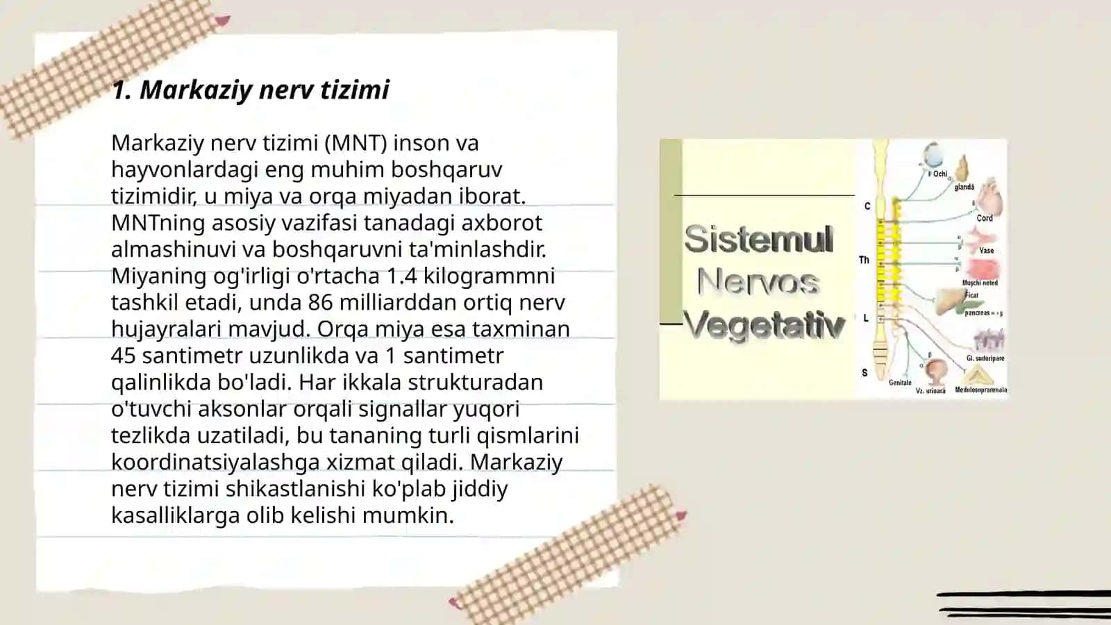 Markaziy nerv tizimi (MNT) 3