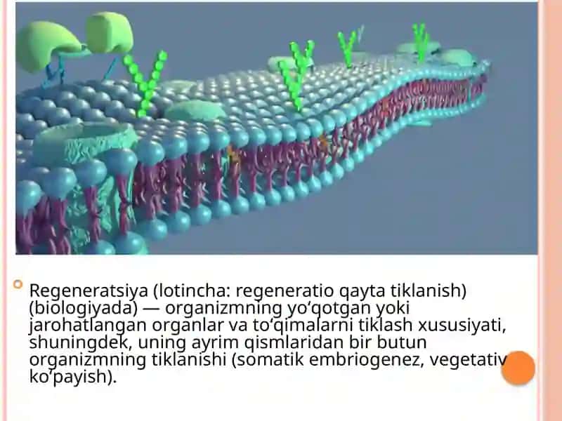 To'qimalarning fiziologik vareparativ regeneratsiyasi 3