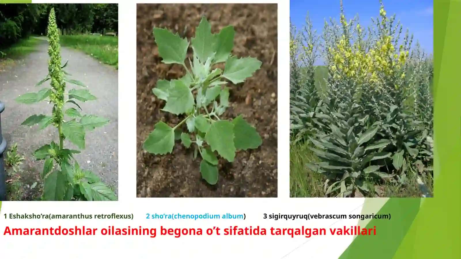 Amarant(amaranthus)yetishtirish hamda dorivorlik hususiyatlarini o’rganish 3