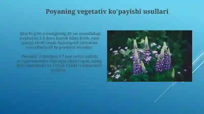 Oʻzimliklarning vegitativ koʻpayish 3